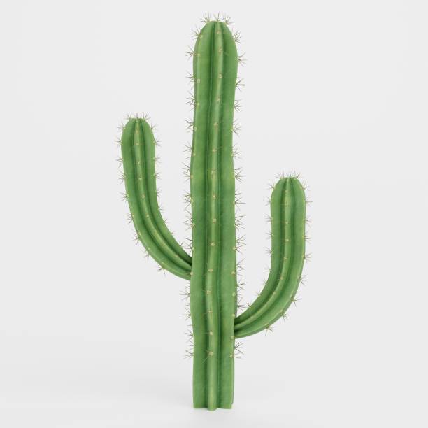 istock Realistic 3D Render of Saguaro Cactus 1832987043
