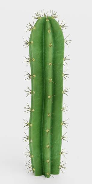 istock Realistic 3D Render of San Pedro Cactus 1832987549