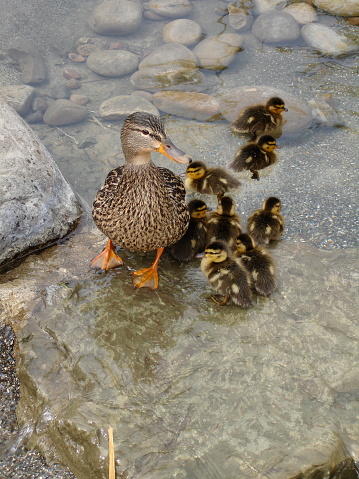9 ducklings with Momma