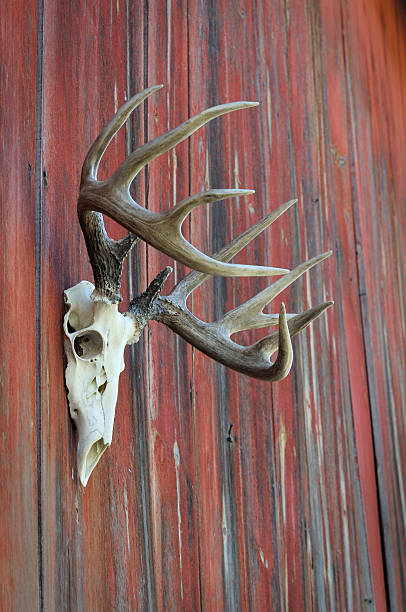 istock whitetail deer skull on barnwood 183299116