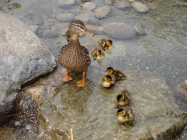 momma foi molhado - duckling parent offspring birds imagens e fotografias de stock