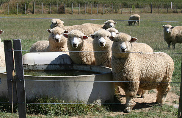 moutons eau - wellington ontario photos et images de collection