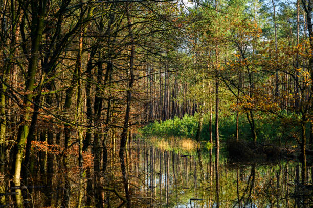 Beautiful landscape of sunrise on polish swamps. Wild landscape tranquil scene.