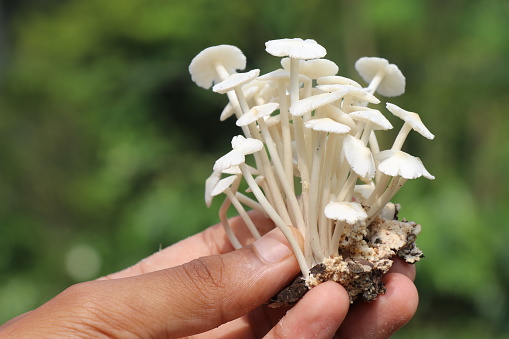 Bunch of white mushrooms held in the hand. This white mushrooms grow in the forests of india and are edible