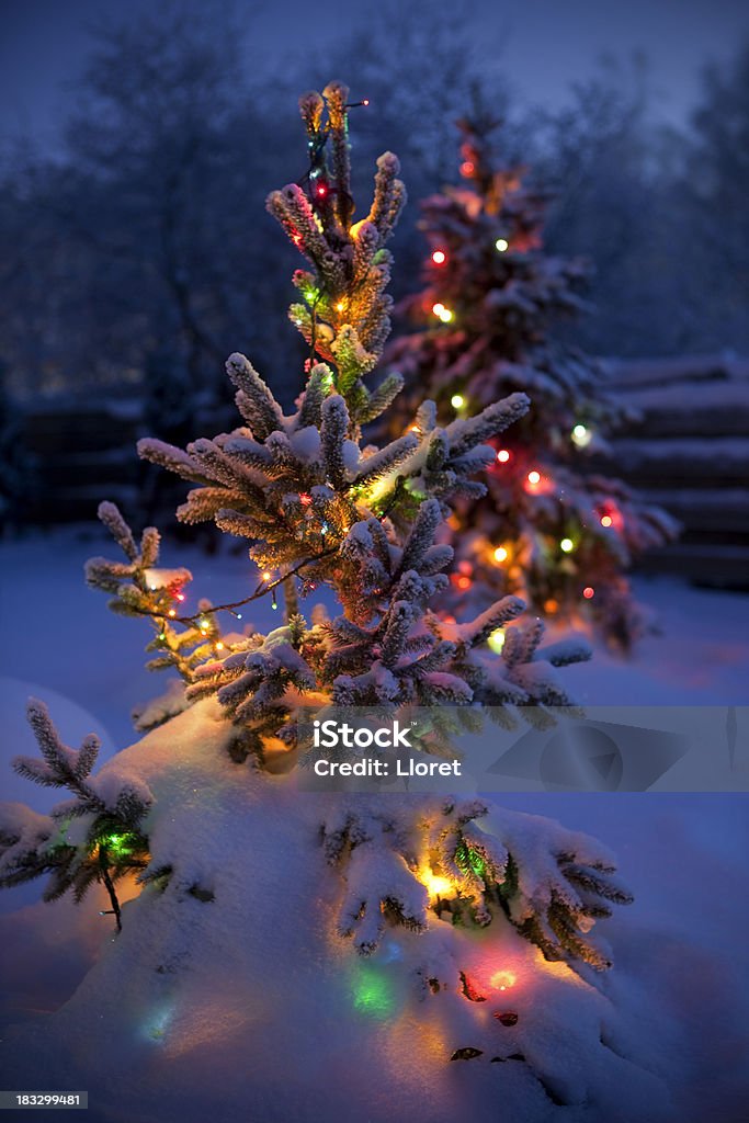 Alberi di Natale con neve fresca e morbido - Foto stock royalty-free di Luce natalizia