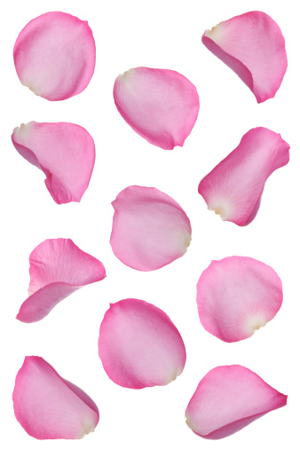 Collection of rose flower petals isolated on white background