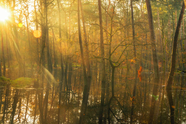Slow flowing creek Leuvenumse Beek in the Leuvenumse Bos beech tree forest during an early fall morning in the Veluwe nature reserve. The creek is overflowing in the forest after a period of heavy rainfall in autumn.