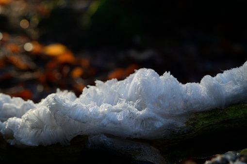 Hair Ice or Frost Beard on a piece of dead wood during an cold morning in the Leuvenumse Bos forest in winter in the Veluwe nature reserve. Hair ice is a rare phenomenon that only occurs at specific temperature and humidity conditions.