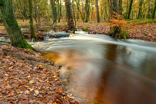 Slow flowing creek Leuvenumse Beek in the Leuvenumse Bos beech tree forest during an early fall morning in the Veluwe nature reserve. The creek is overflowing in the forest after a period of heavy rainfall in autumn.