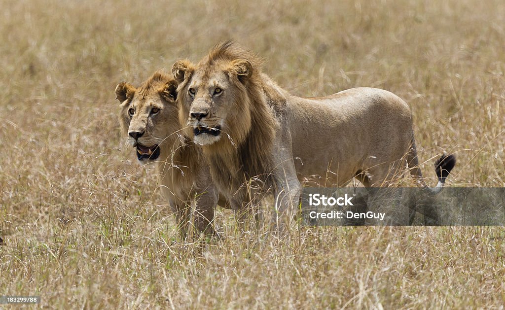 Dwa Intense młody mężczyzna Lwy Skradać się Region Kenii Masai Mara - Zbiór zdjęć royalty-free (Lew - Wielki kot)