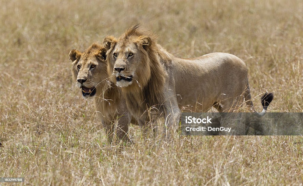 Dois jovens intenso leões macho Prowl Masai Mara região Quênia - Foto de stock de Leão royalty-free