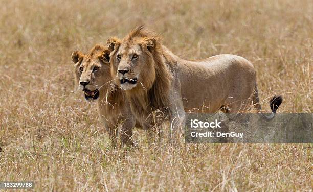 Foto de Dois Jovens Intenso Leões Macho Prowl Masai Mara Região Quênia e mais fotos de stock de Leão