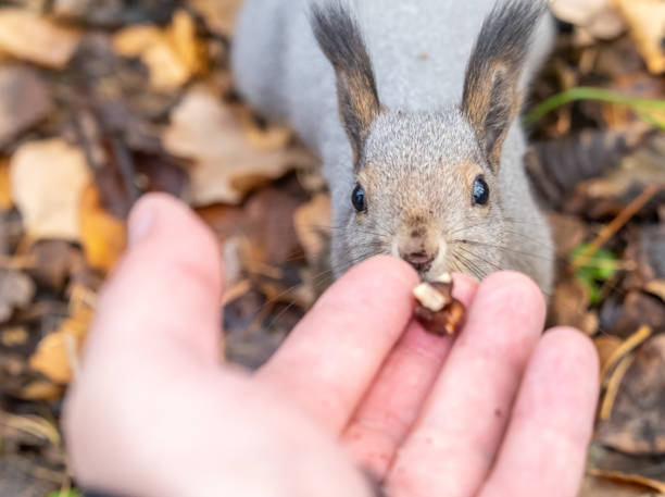 istock A squirrel in the autumn eats nuts from a human hand. Eurasian red squirrel, Sciurus vulgaris 1832999391