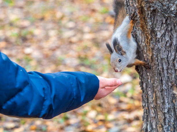 istock A squirrel in the autumn eats nuts from a human hand. Eurasian red squirrel, Sciurus vulgaris 1832999915