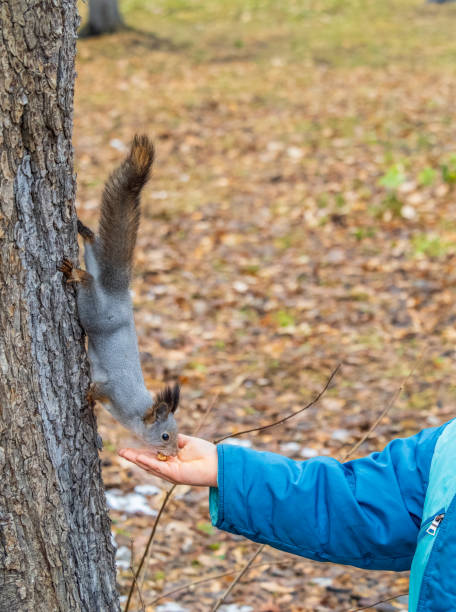 istock The boy feeds a squirrel with nuts from a hand in the wood 1833000443