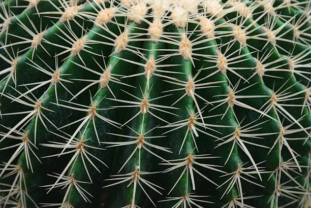istock Close-up of cactus 183300077