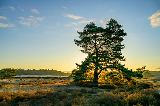 Autumn sunrise at the Hulshorsterzand nature reserve, part of the Veluwe in Gelderland, one of the largest natural areas in the Netherlands. The Huslhorsterzand is one of the largest drift sand areas in the Netherlands.