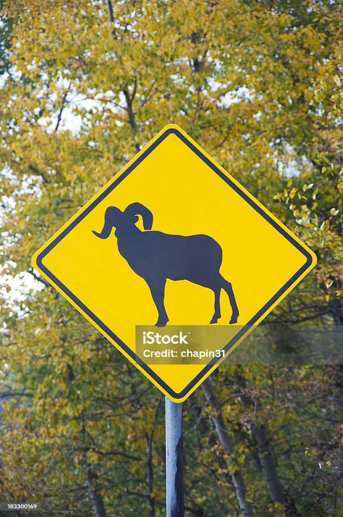 Bighorn Sheep Crossing Sign "A bighorn sheep crossing highway sign, shot against a colorful fall forest in the mountains of Colorado.  An unusual sign to in most places, this sign is a regular occurance throughout the mountains of the western United States." Animal Stock Photo