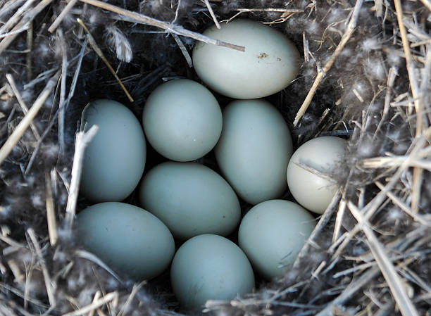 ground nest of bird eggs