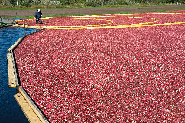 istock Man harvesting cranberries in bog 183300349