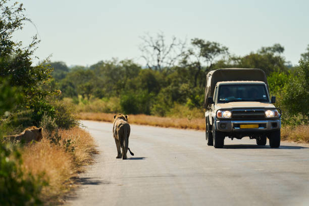 Safari truck watching a lion walking on a road in a wildlife reserve Safari vehicle with tourists parked and watching a lone lion walking along a road in a wildlife reserve safari animals lion road scenics stock pictures, royalty-free photos & images