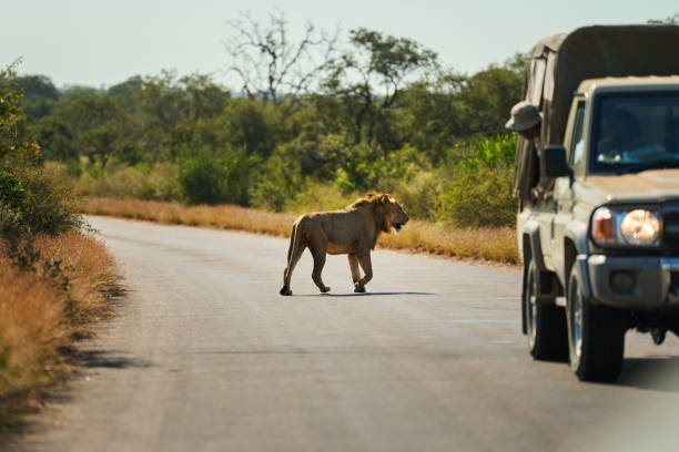 Tourists on safari watching a lion on a road in a wildlife reserve Tourists in a safari vehicle parked and watching a lone lion crossing a road in a wildlife reserve safari animals lion road scenics stock pictures, royalty-free photos & images