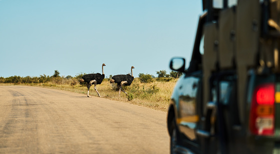 Tourist vehicle parked and watching two ostriches crossing a road running through a wildlife reserve