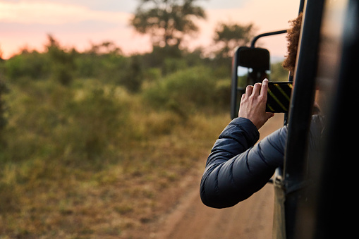 Young woman leaning out of a safari vehicle to take a smart phone photo during a driver through a wildlife reserve