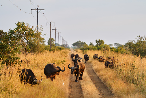 Herd of African buffalo grazing on tall grass while walking together along a dirt road through a wildlife reserve