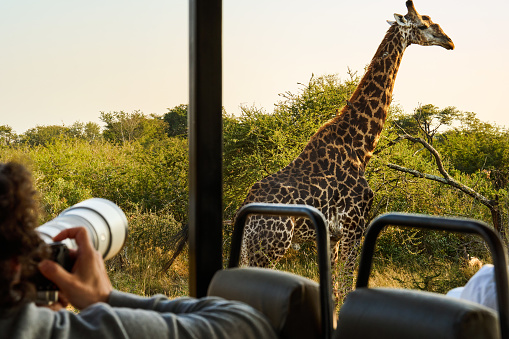 Over the shoulder view of a photographer taking pictures of a giraffe from the back of a safari vehicle during a game drive