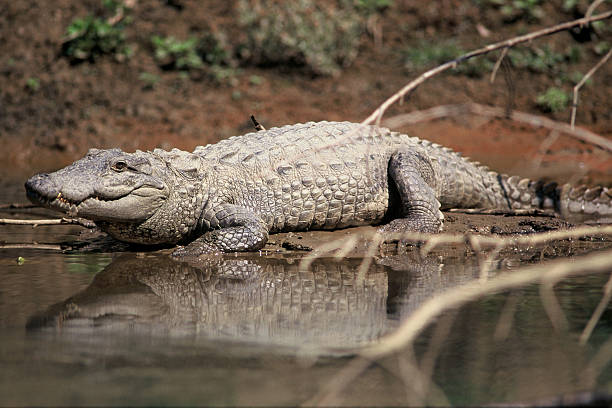 mugger crocodile, chitwan, nepal Large Mugger crocodile on riverbank chitwan national park photos stock pictures, royalty-free photos & images