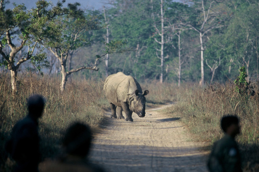 One horned Rhinocerous moments before charge at people on Jungle track