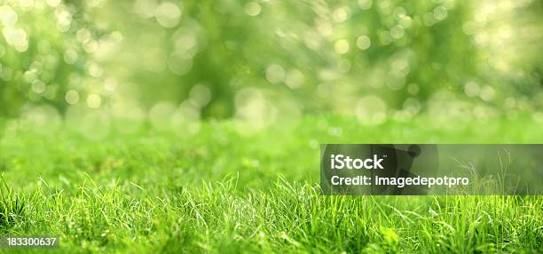 Green Gras Stockfoto und mehr Bilder von Gras - Gras, Bildhintergrund, Hausgarten