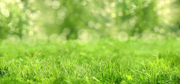 close up shot of green grass.