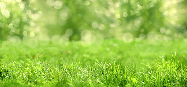gramado verde - green grass - fotografias e filmes do acervo