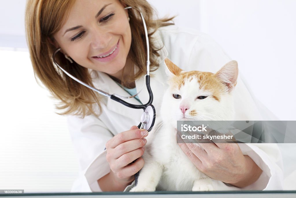 Jovem cuidado veterinário de um gato bonito. - Foto de stock de Fundo Branco royalty-free