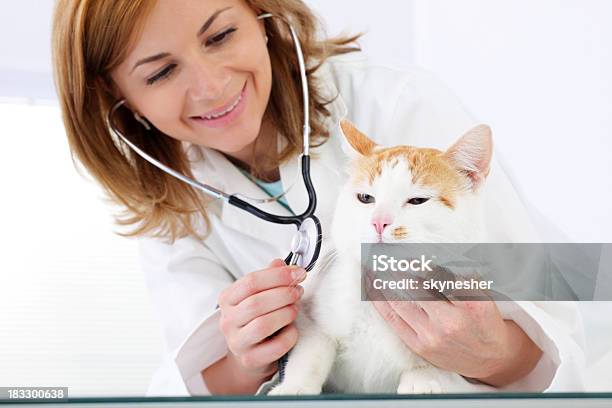 Foto de Jovem Cuidado Veterinário De Um Gato Bonito e mais fotos de stock de Fundo Branco - Fundo Branco, Gato doméstico, Veterinário