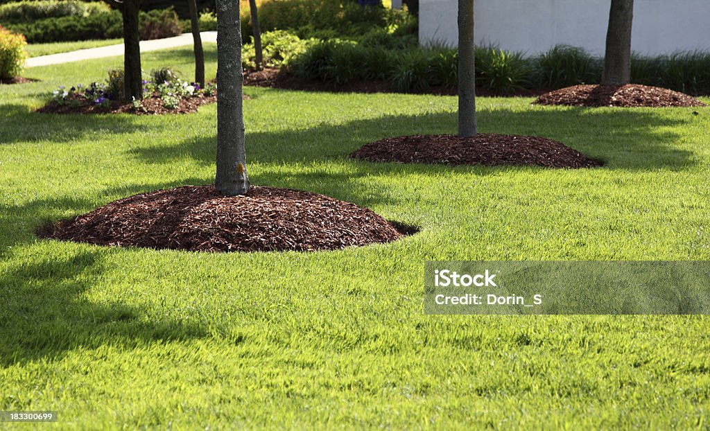 Perfetto su prato - Foto stock royalty-free di Albero