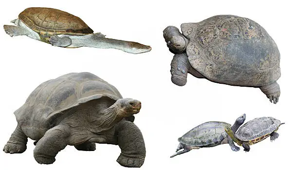 Photo of Tortises & Turtles