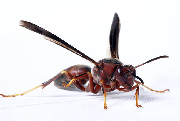 Wasp stock photo