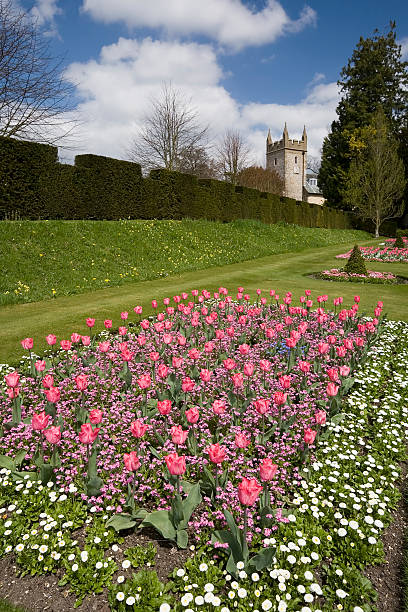 istock English Tulip Garden 183300999
