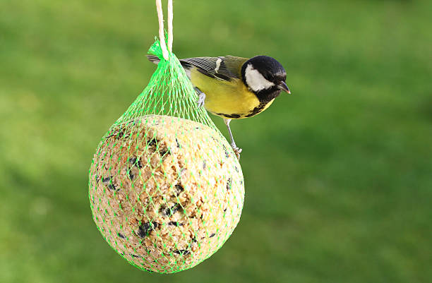 istock Great tit  bird on feeding ball 183301114