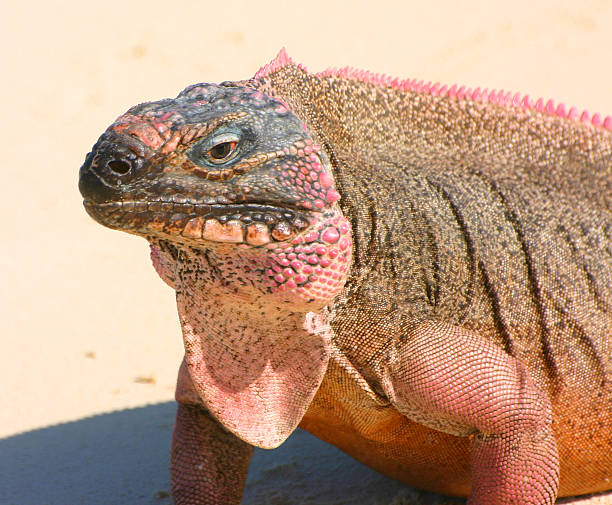 Iguana Escamosa grande - fotografia de stock