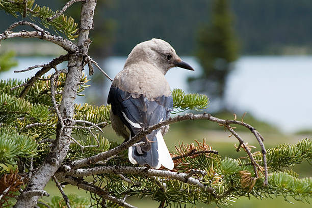 Clark's Nutcracker Clark’s Nutcracker resting on a pine tree. Lake in the background. jay photos stock pictures, royalty-free photos & images