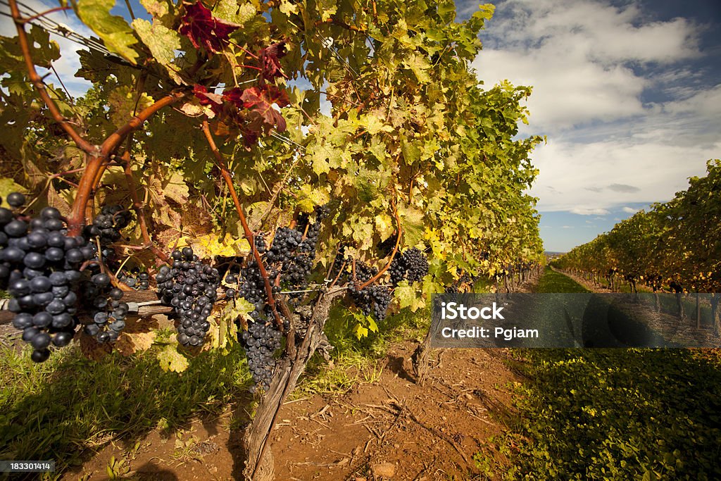 Uva su un'azienda vinicola vite - Foto stock royalty-free di Abbondanza