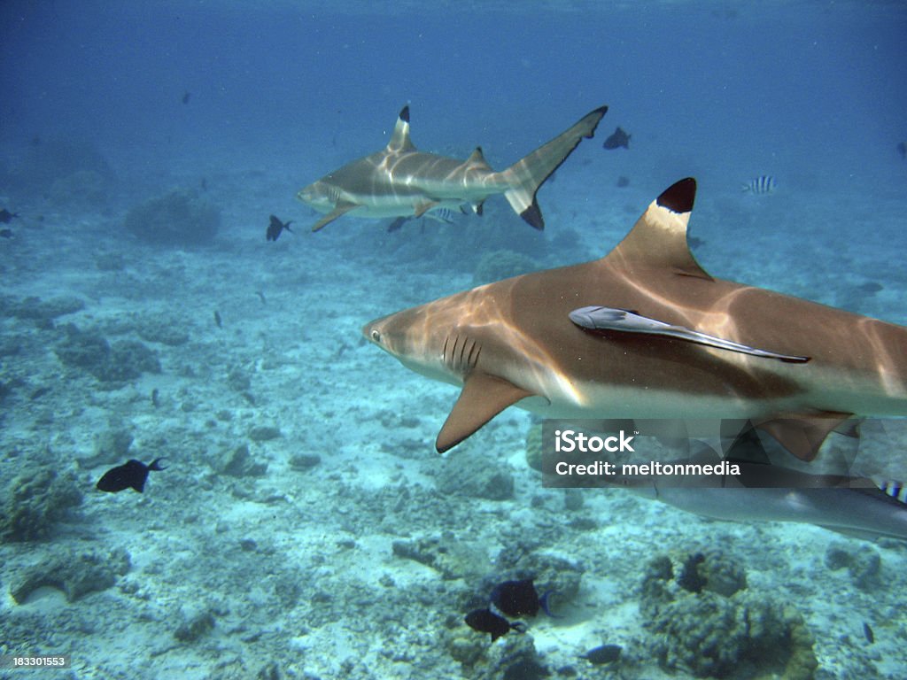 Requins et poissons de la côte de Tahiti - Photo de Requin à pointes noires libre de droits
