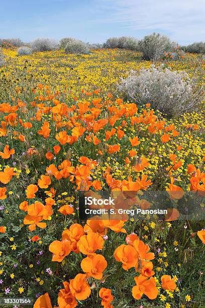 Southern California Wildflowers Stock Photo - Download Image Now - Agricultural Field, Antelope, California