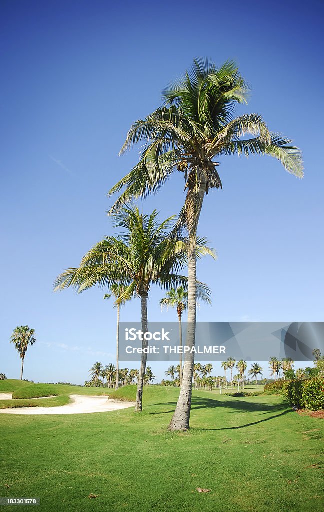 golf club und Palmen - Lizenzfrei Golf Stock-Foto