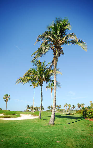 istock golf club and palms 183301578