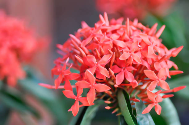 istock Ixora chinensis Lamk, Ixora spp or Zephyranthes or West Indian Jasmine 1833017908